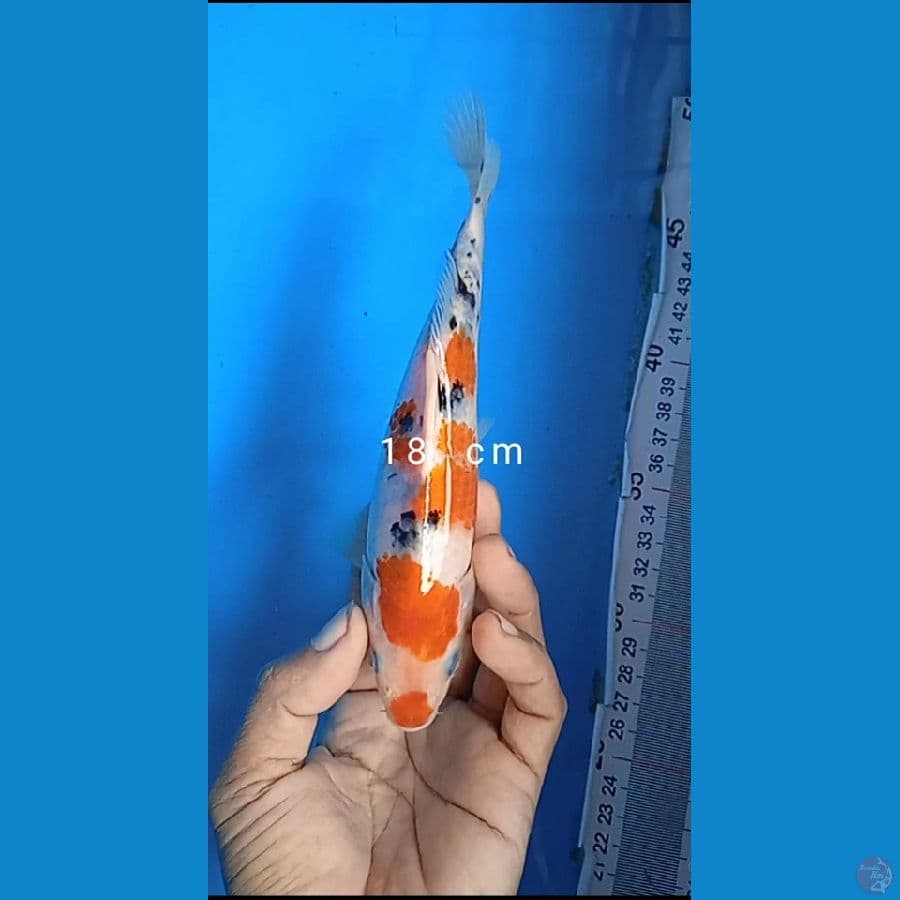 original sanke : 18 cm jantan