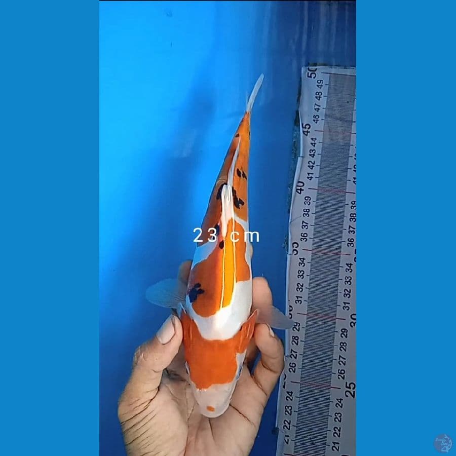 doitahu sanke : 23 cm