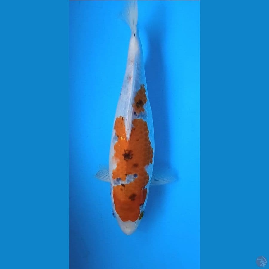 goshiki 33 cm 
