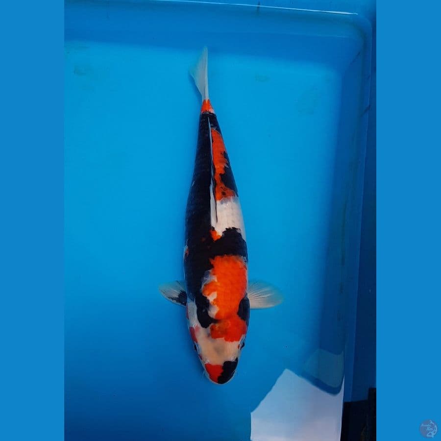 SHOWA GARANG 42 cm
