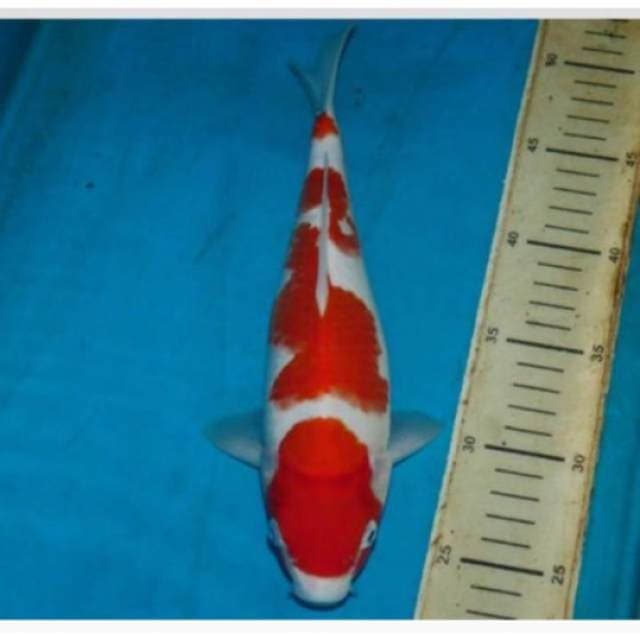 super kohaku jagoan kontes