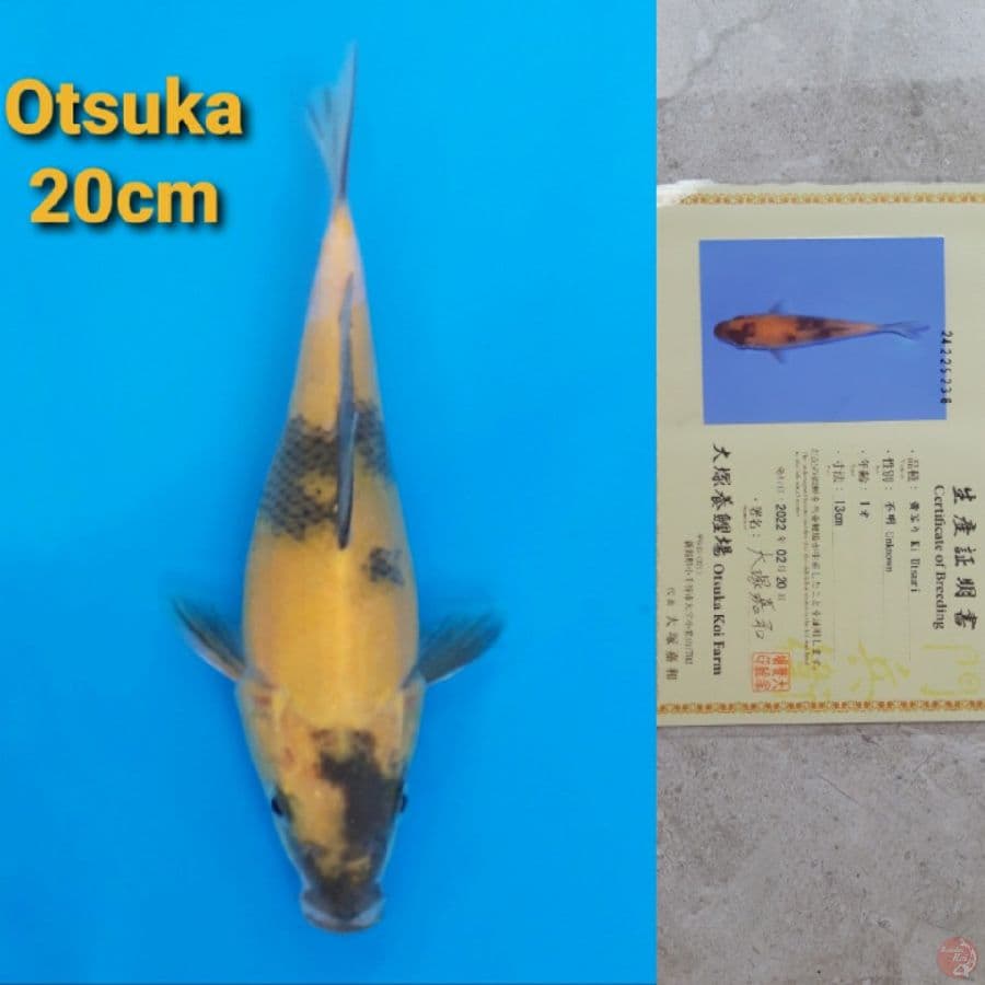 OTSUKA KIUTSURI 20CM SERTI