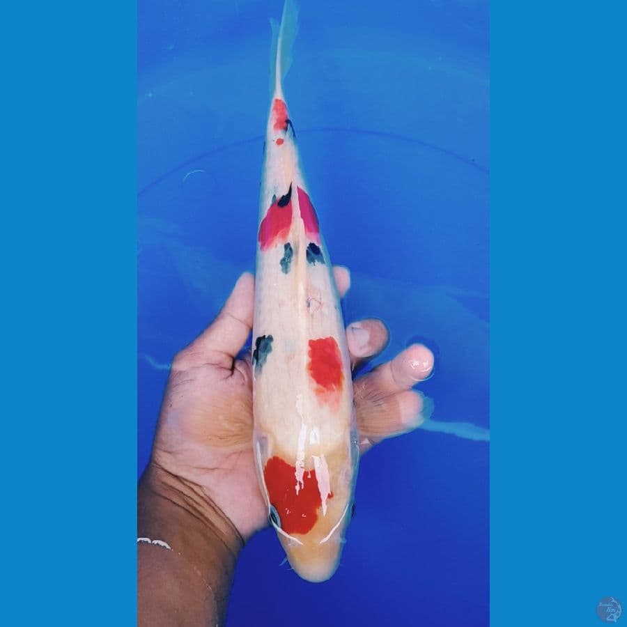 sanke red 37cm