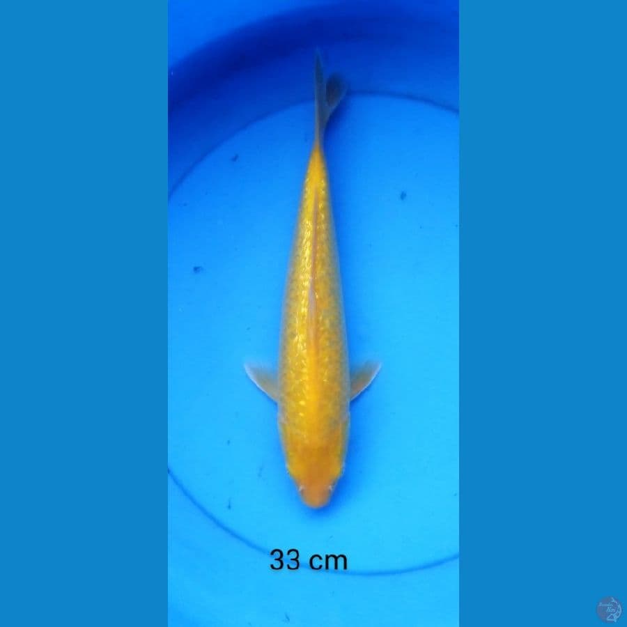 karashi ginrin red eye 33 cm