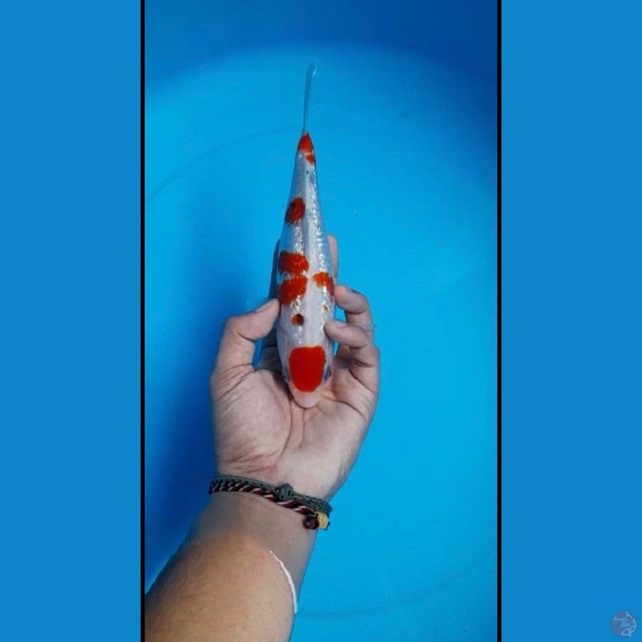 Sanke