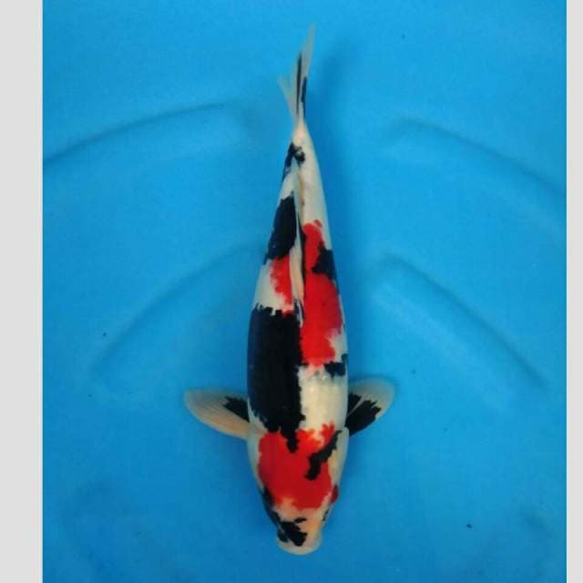 showa import koleksil 40cm