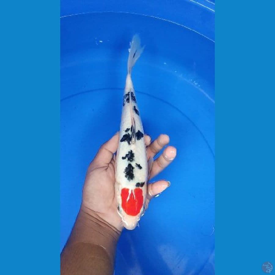 tanco sanke doitsu 31 cm
