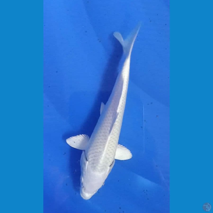 platinum putih bersih 48cm 