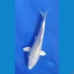 platinum putih bersih 48cm 