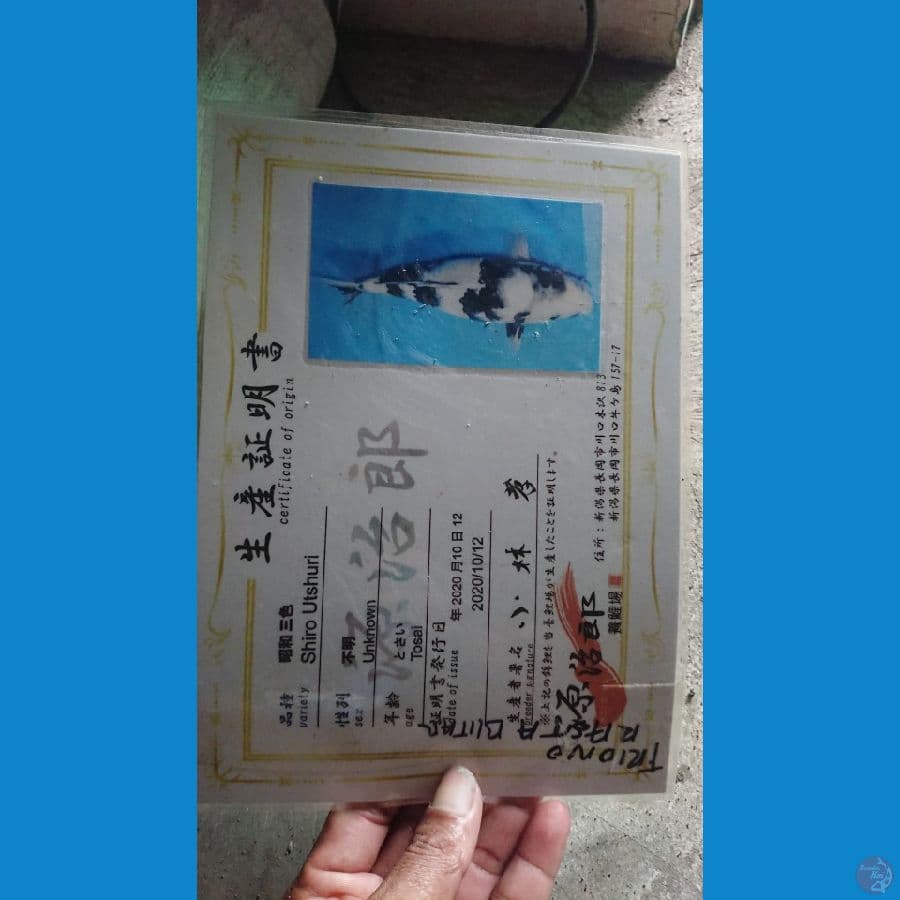 shiro sq putih salju serty genjiro