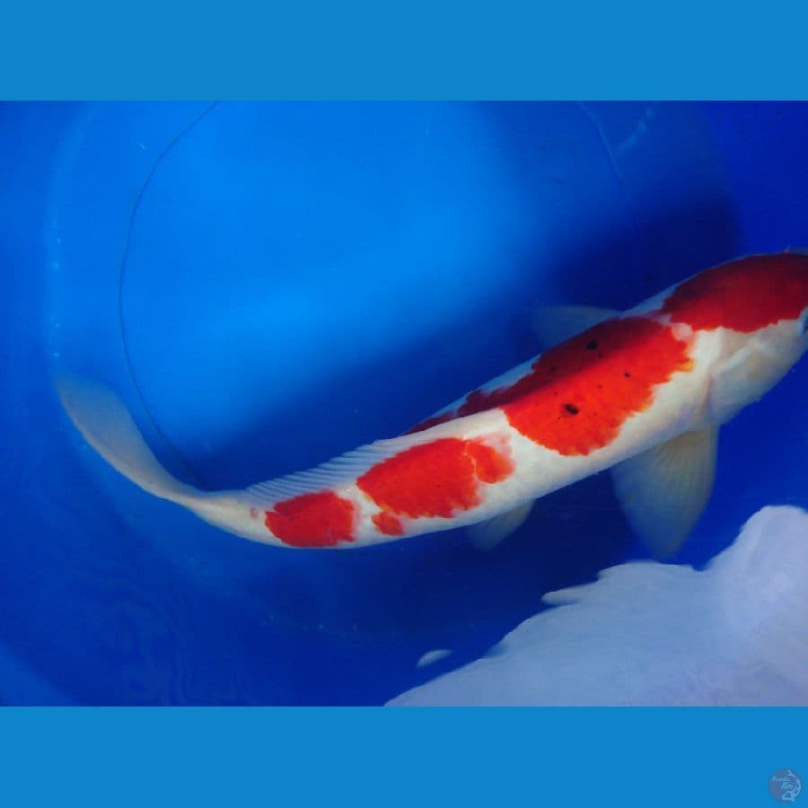 merah strong 47cm