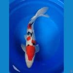 sanke strong 57cm jantan