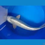 gin matsuba ring rapih 48cm male