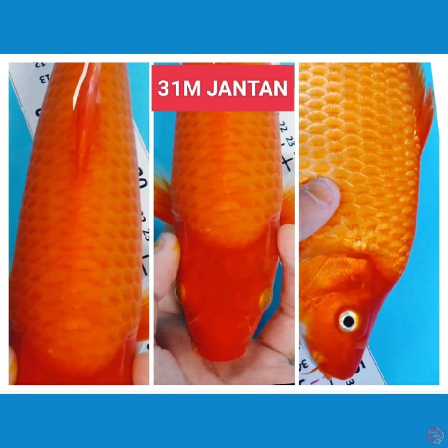 RED KARASI 31CMJANTAN