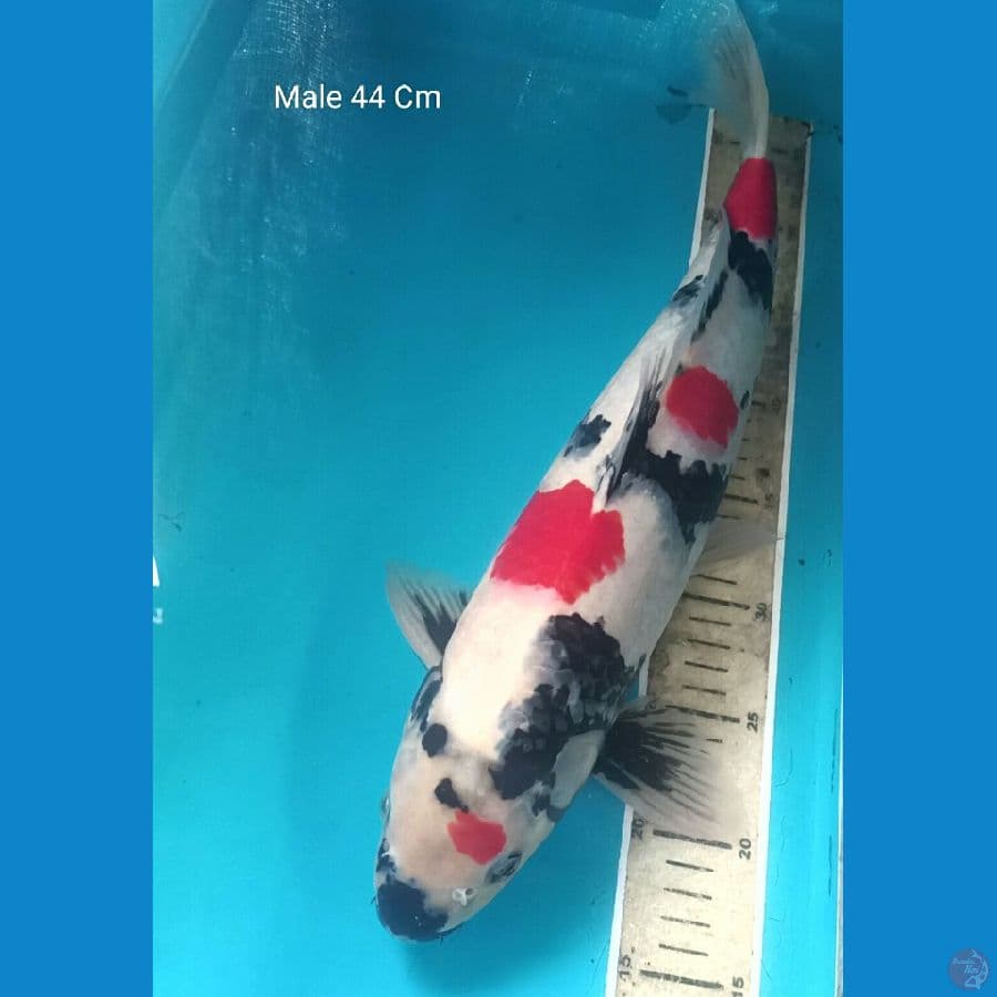 Showa Male 44 Cm