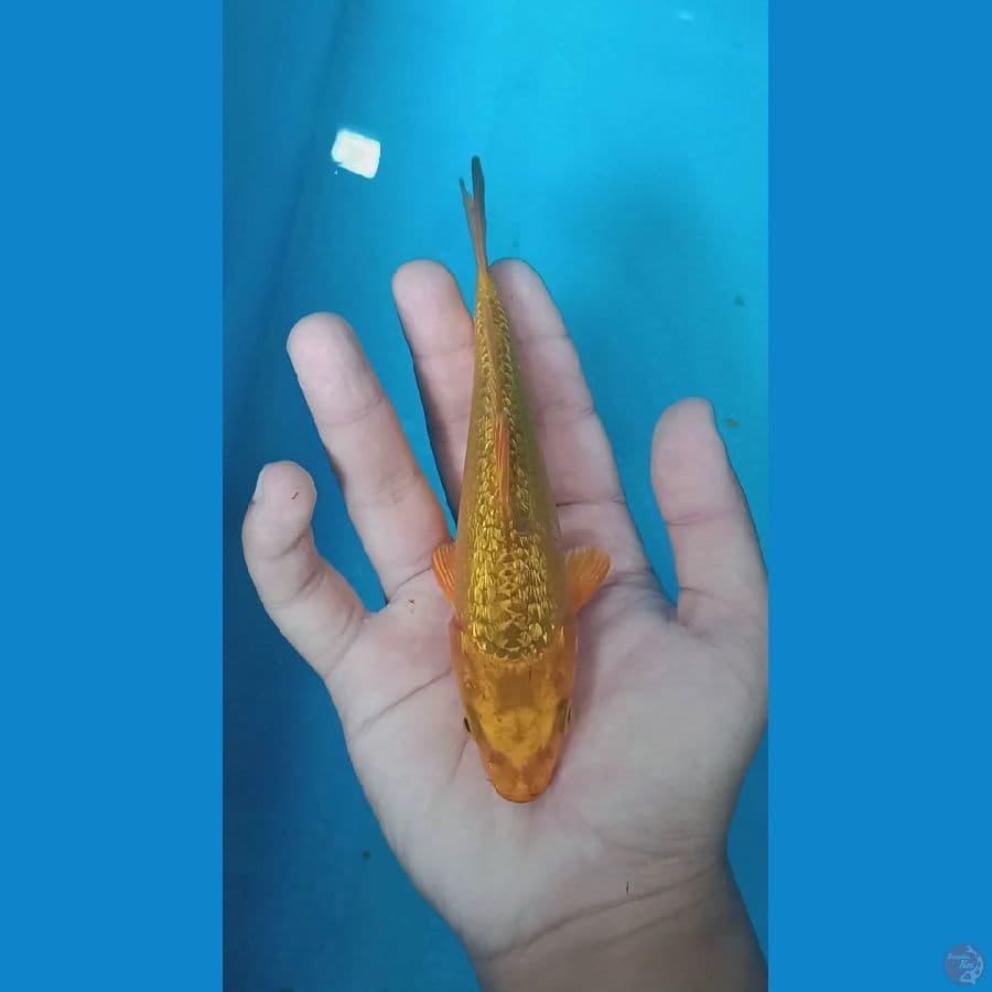 Caramel Ginrin 16cm