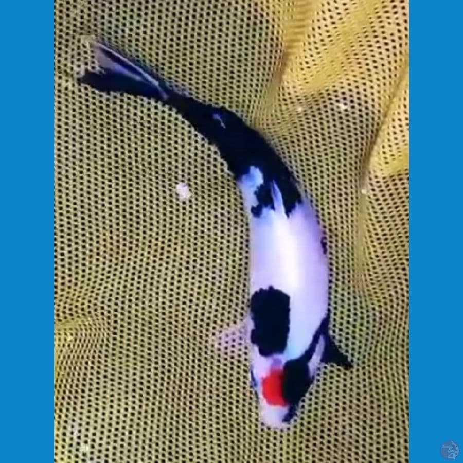 TC SHOWA 15 CM