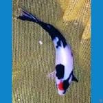TC SHOWA 15 CM