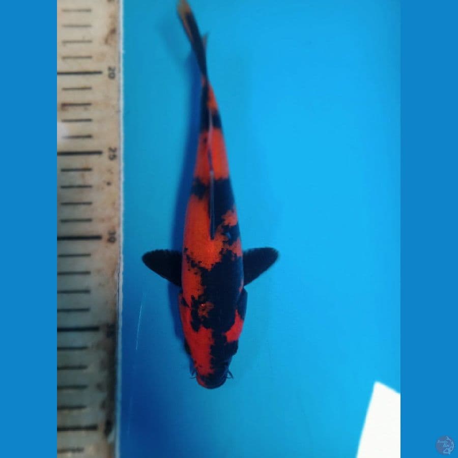 HIU Bahan Keep 19 CM