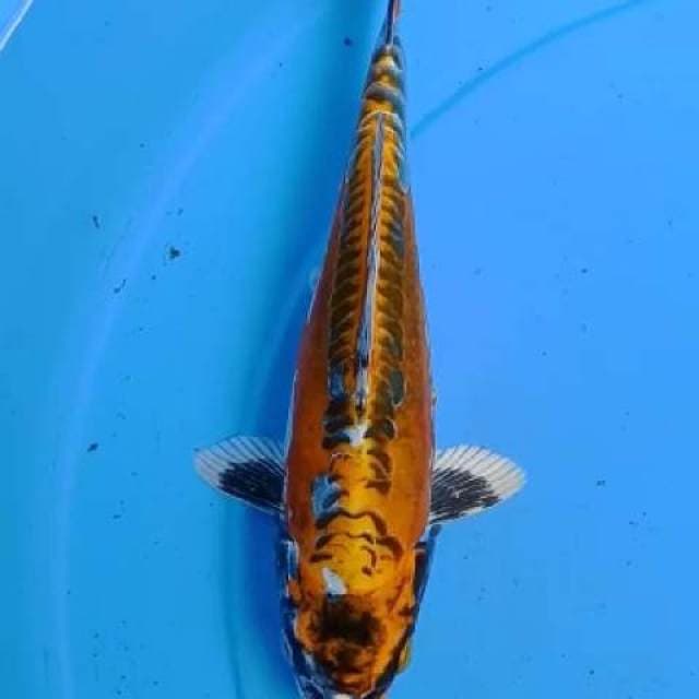 Kiko