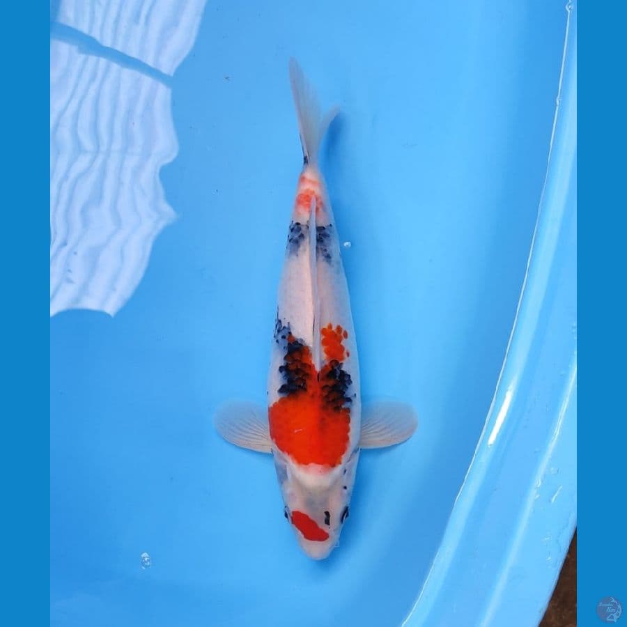 SHOWA BODY BADAK 40CM - FEEMALE