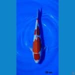 35cm kohaku doitsu
