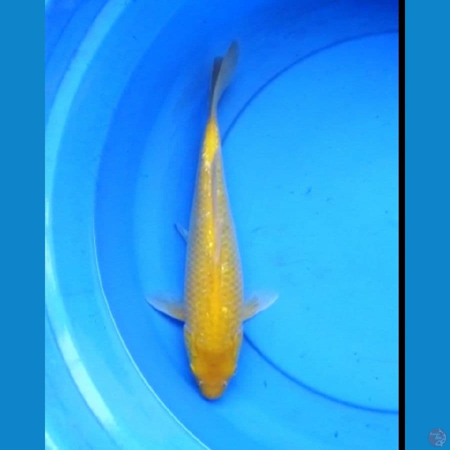 Karashi ginrin mata merah 34 cm