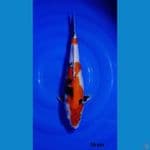 36cm showa