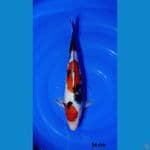 34cm showa istimewa