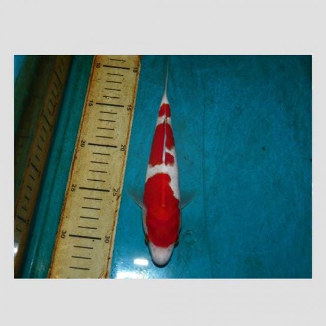 kohaku kesayanganku