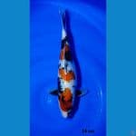 34cm showa sq