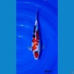34cm showa sq