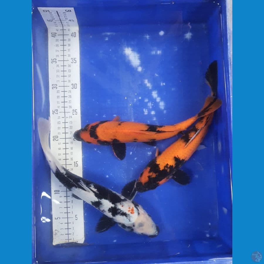 30cm utsuri