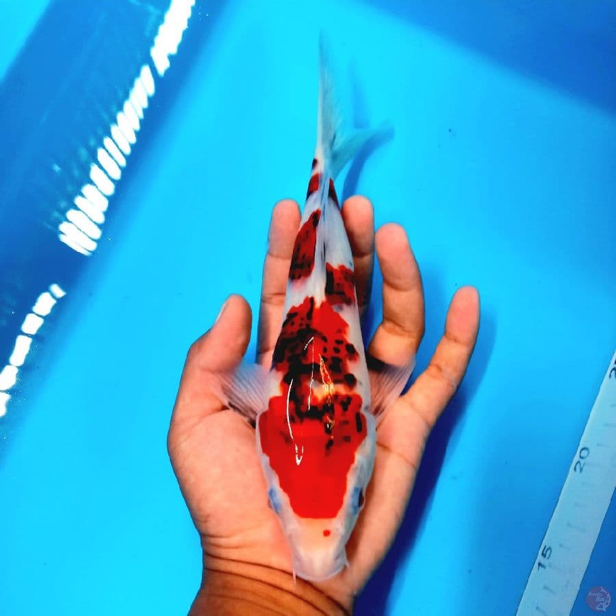 SHOWA GOROMO//24 CM