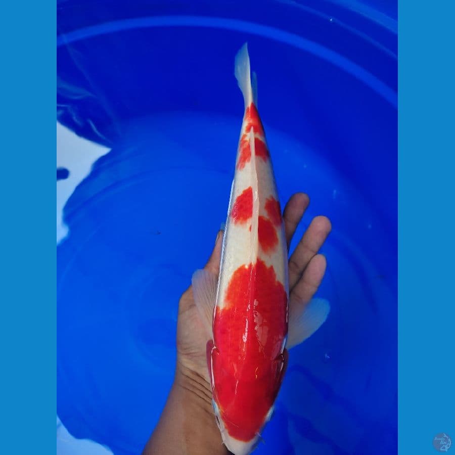 kohaku 35cm