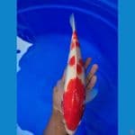 kohaku 35cm