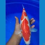 kohaku doitsu 34cm gendong telur siap pijah
