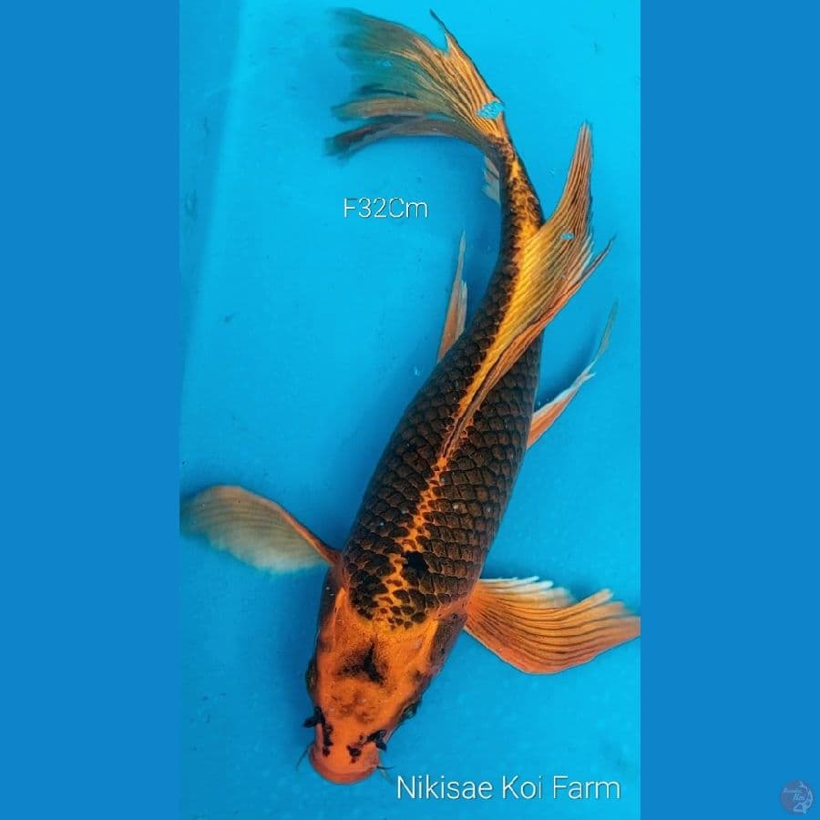 B'fly Matsuba F32Cm