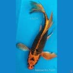 B'fly Matsuba F32Cm
