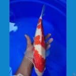 kohaku 37cm