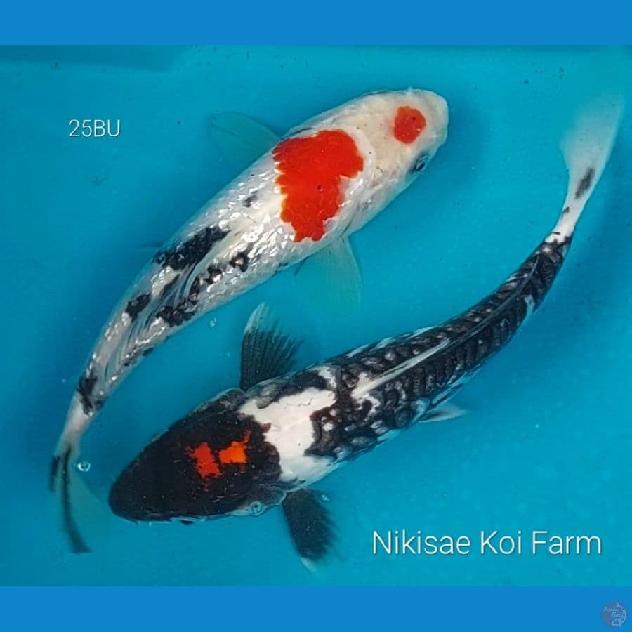 Duo Sejoli 25BU