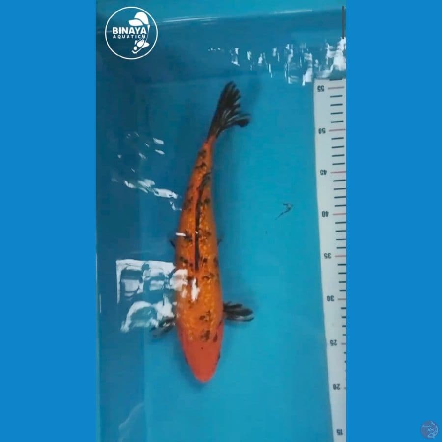 Aka bekko ginrin - 34cm