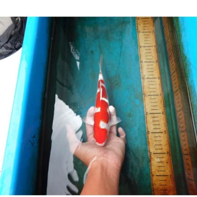 red snake venom