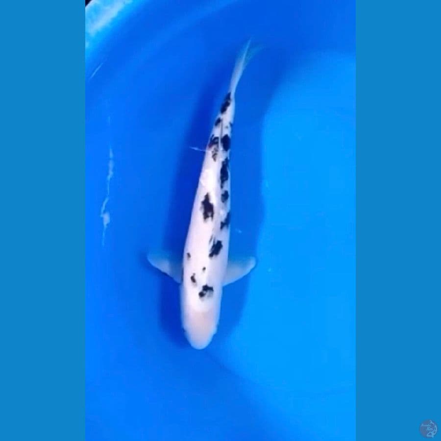 bekko