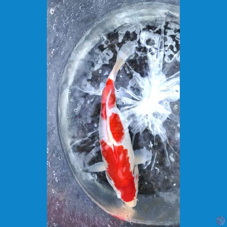 KOHAKU 30CM