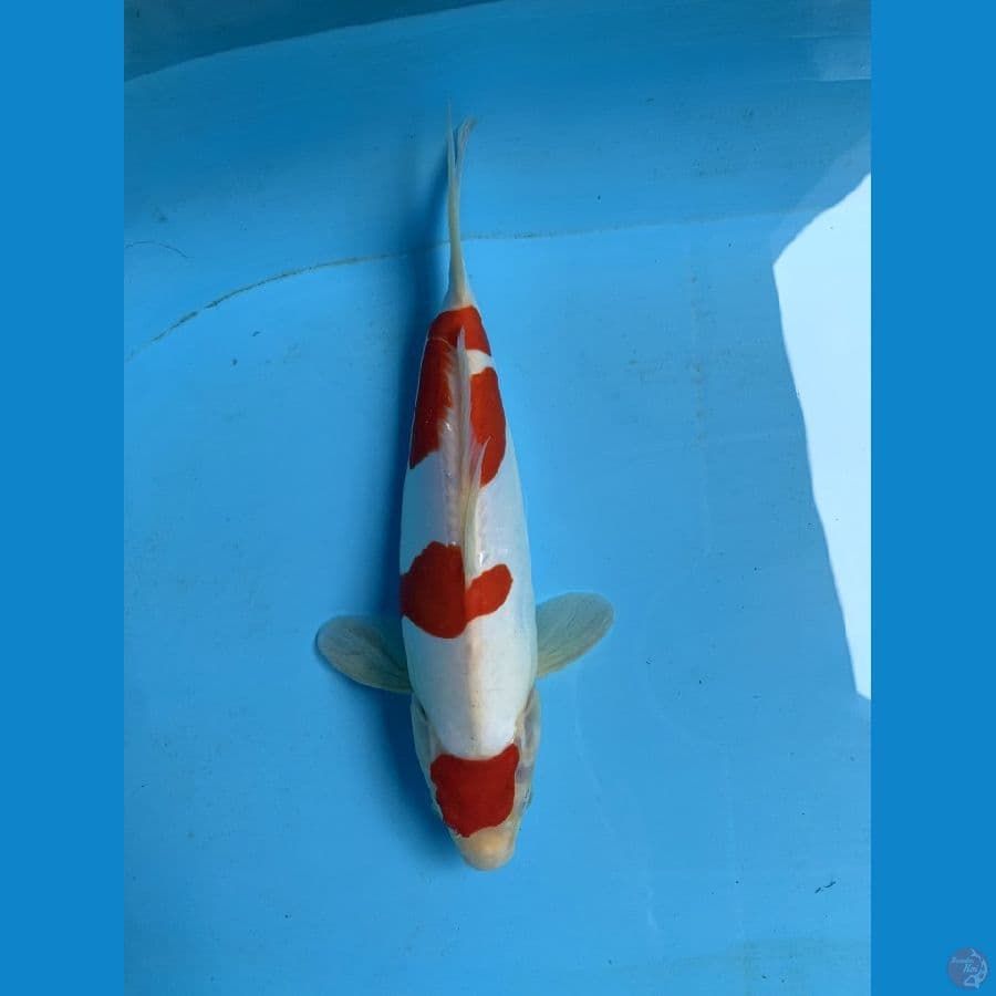 kohaku doit murni 28cm female