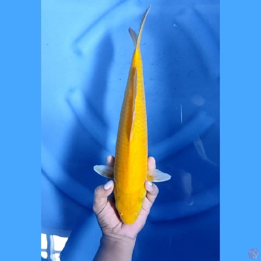 37CM # KARASHI MM - F