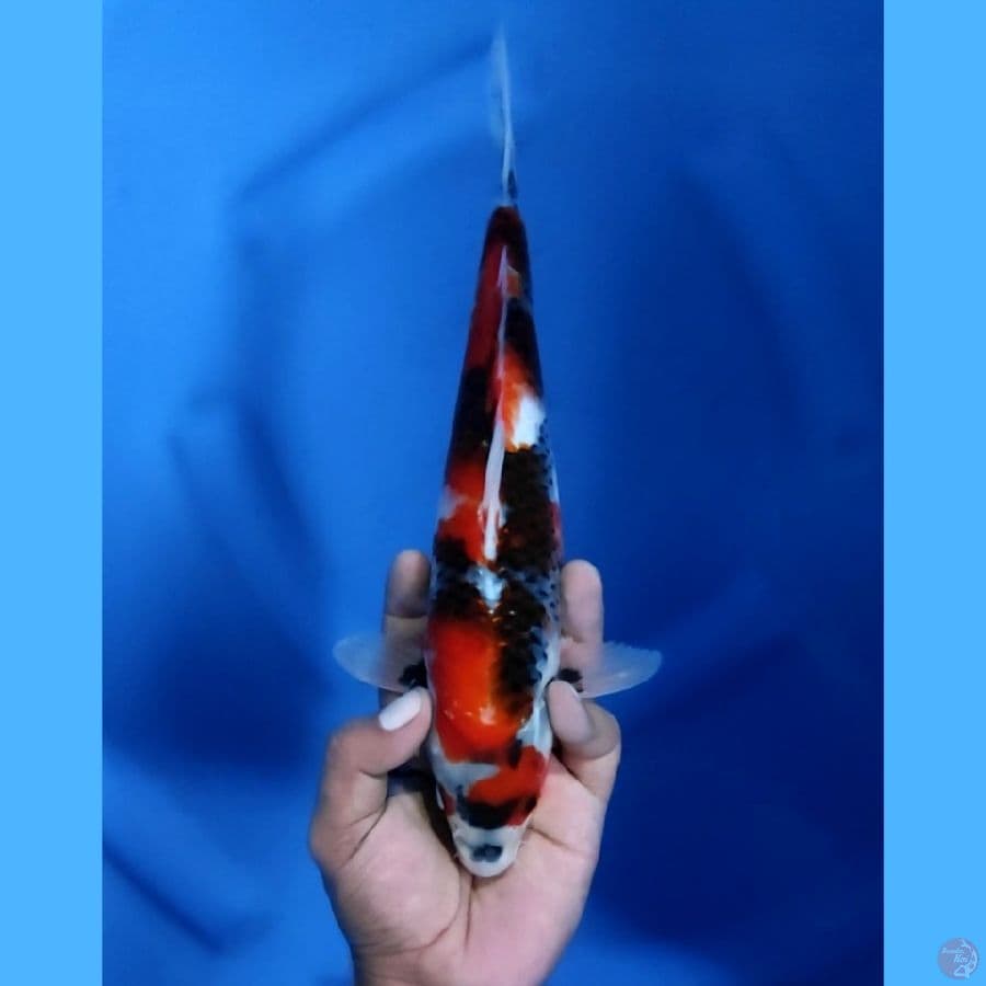 29CM # SPESIAL TATEGOI - F
