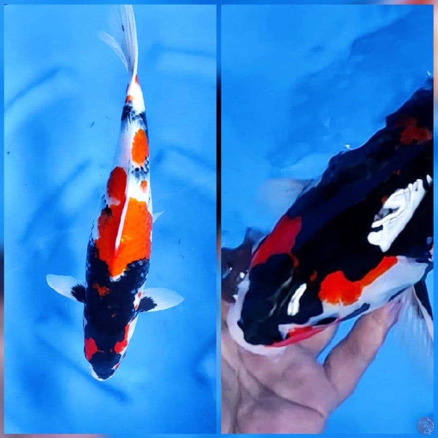 40CM # SHOWA GLOWING - F