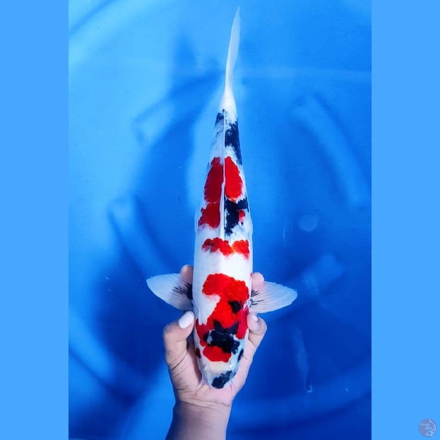 41CM # KINDAI SHOWA - M